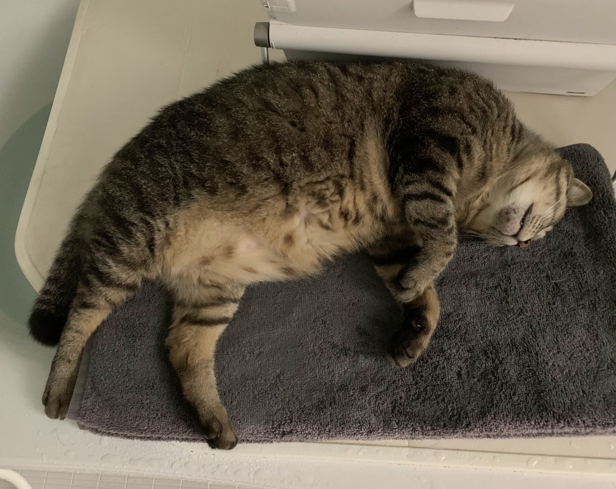 わかめ🍺 tweet media