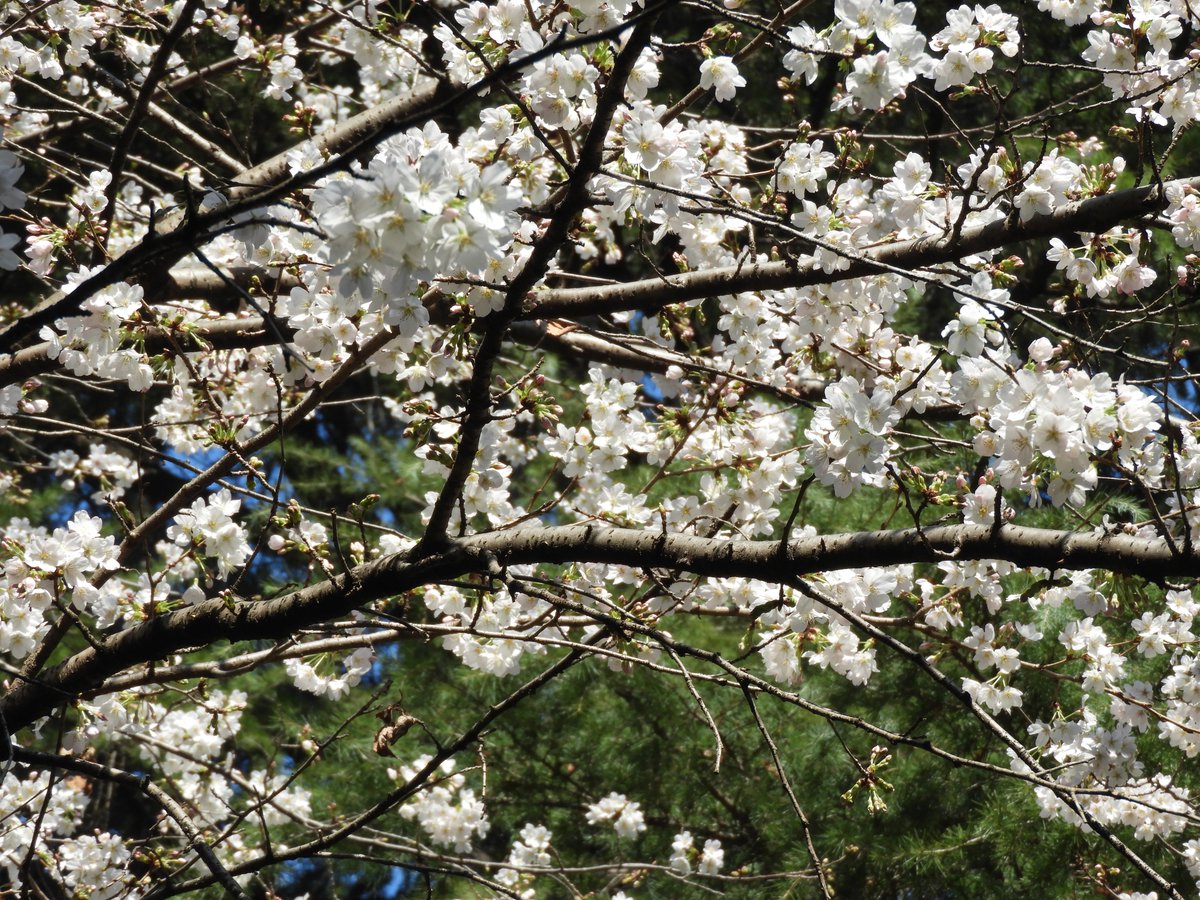 都立戸山公園　園長の採れたて情報 tweet media