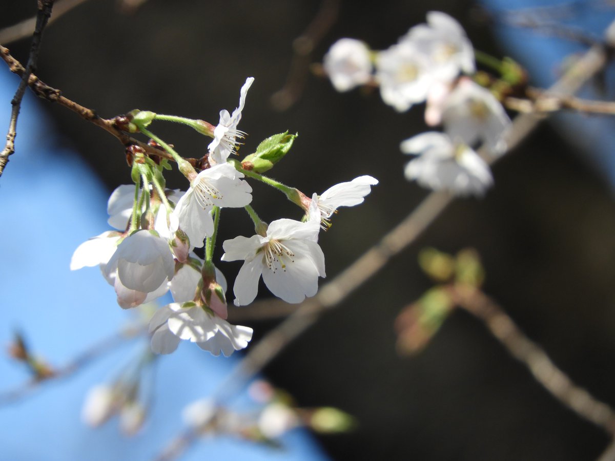 都立戸山公園　園長の採れたて情報 tweet media