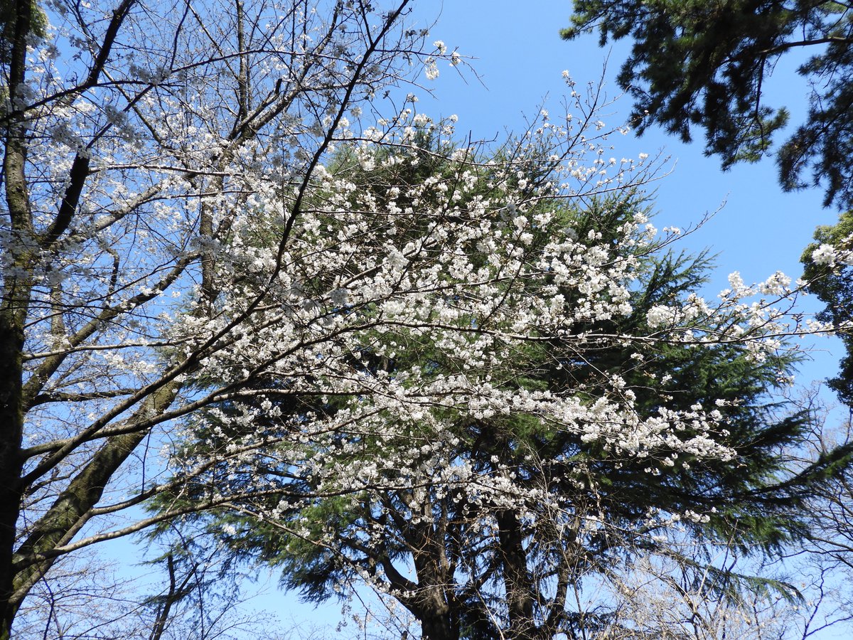 都立戸山公園　園長の採れたて情報 tweet media