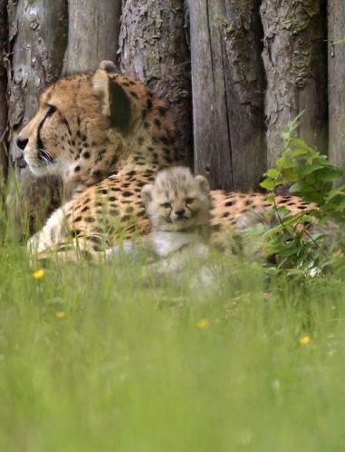 💖 (@twaniimals) on Twitter photo 
