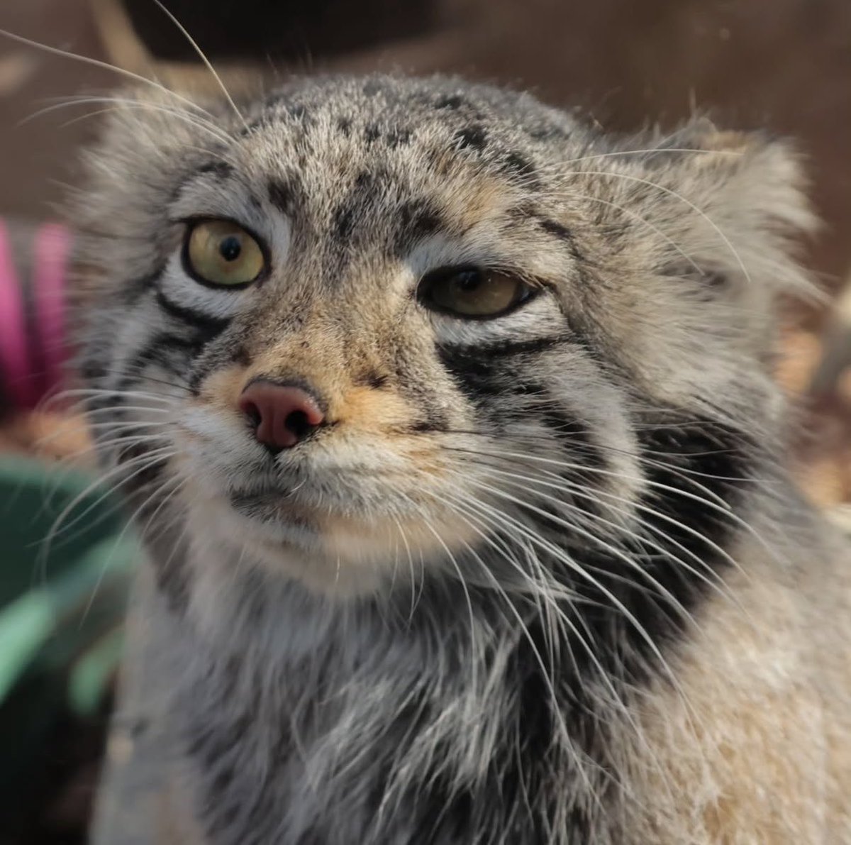 Adamisback tweet media