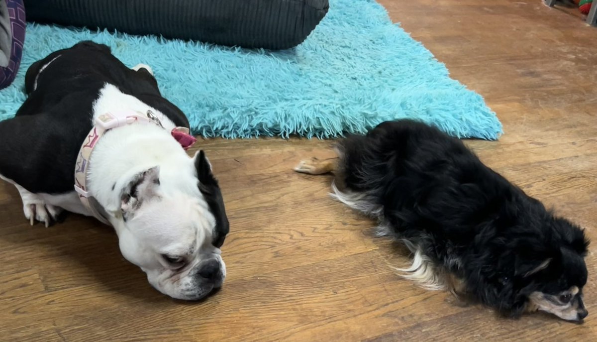 THE HERD HOUSE tweet media