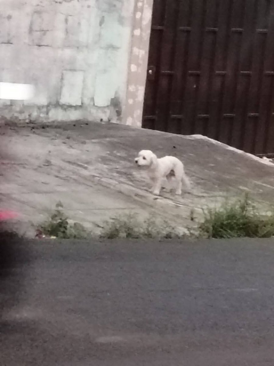 Lyss 🇸🇻 tweet media