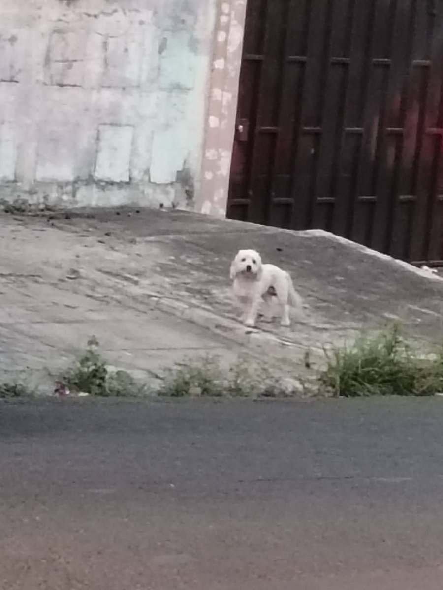 Lyss 🇸🇻 tweet media