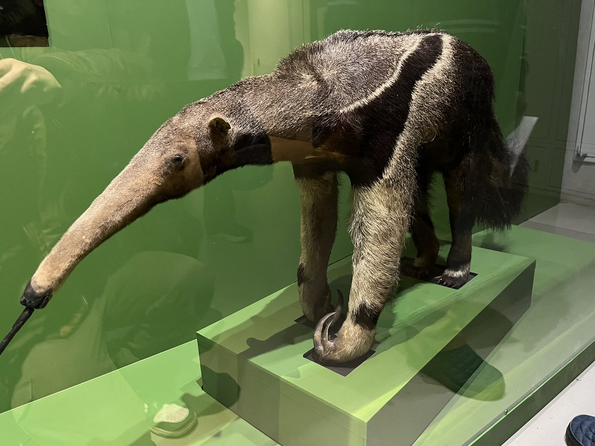 マシュマー・テロ tweet media