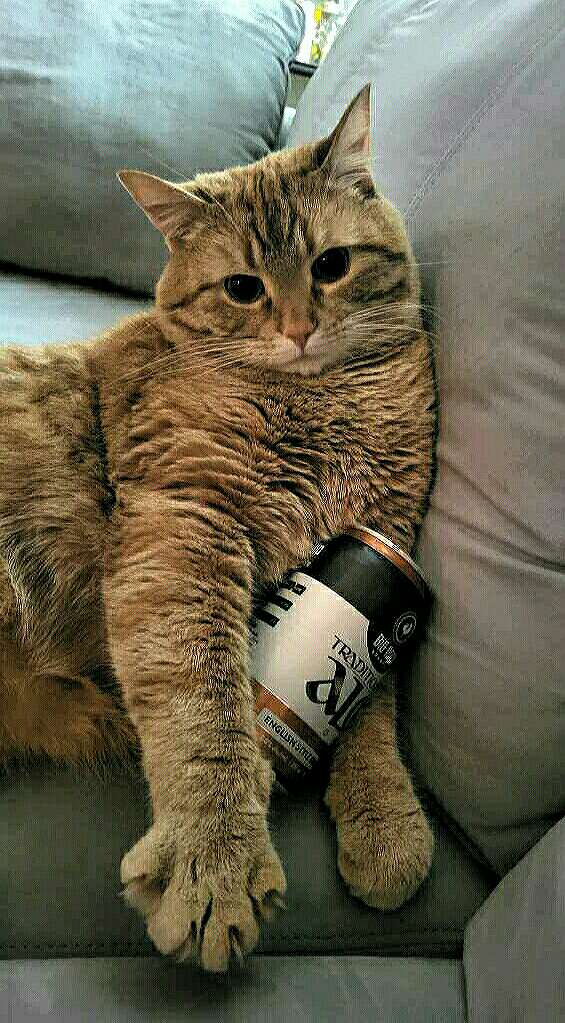 Pax00Imperium's tweet image. My cat, Caleb, says hi!
Here's to xrp going through the roof soon!
The markets have Caleb drinking lately. 🤣