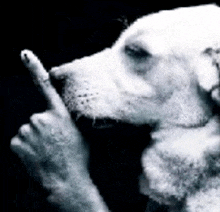 lucyfromhitgamemewgenics tweet media