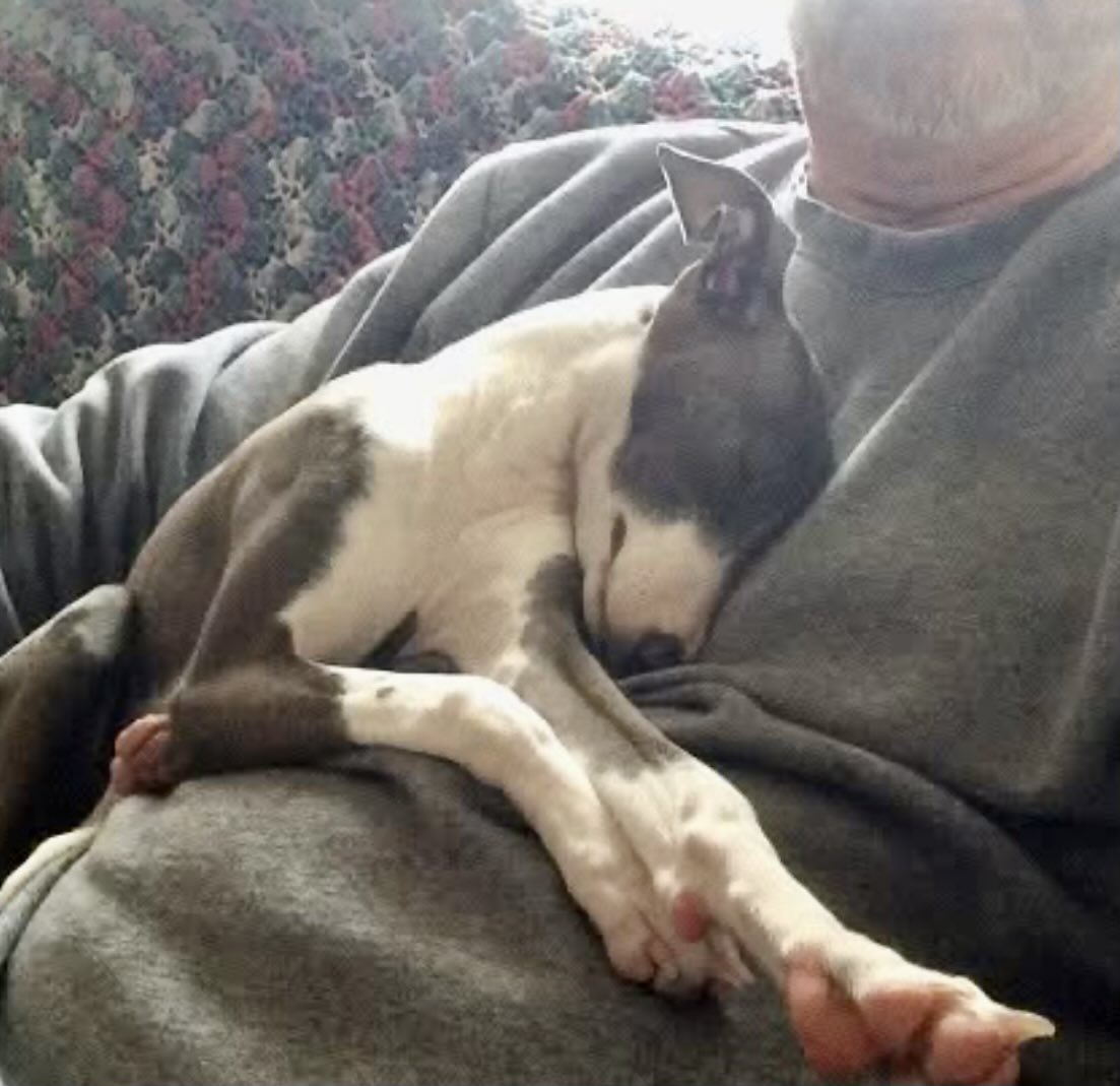 olddaddyb's tweet photo. #NationalPuppyDay
Just think, your dog has no awareness of WTF a trump is.
What a sweet life. https://t.co/5OLcARpLZH
