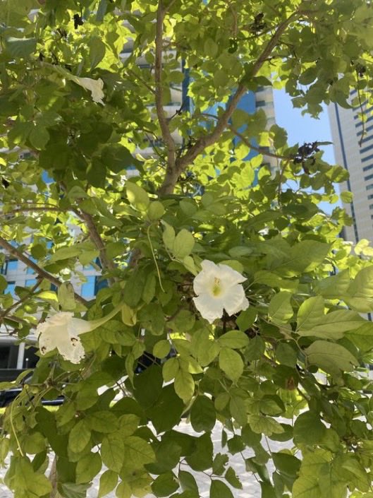 عـبـدالـمـجـيـد الراجحي tweet media