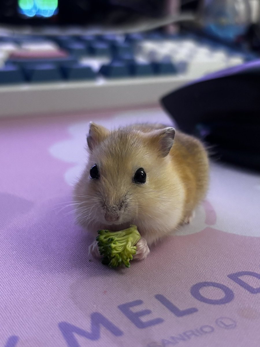 은하루 Eun Haru tweet media