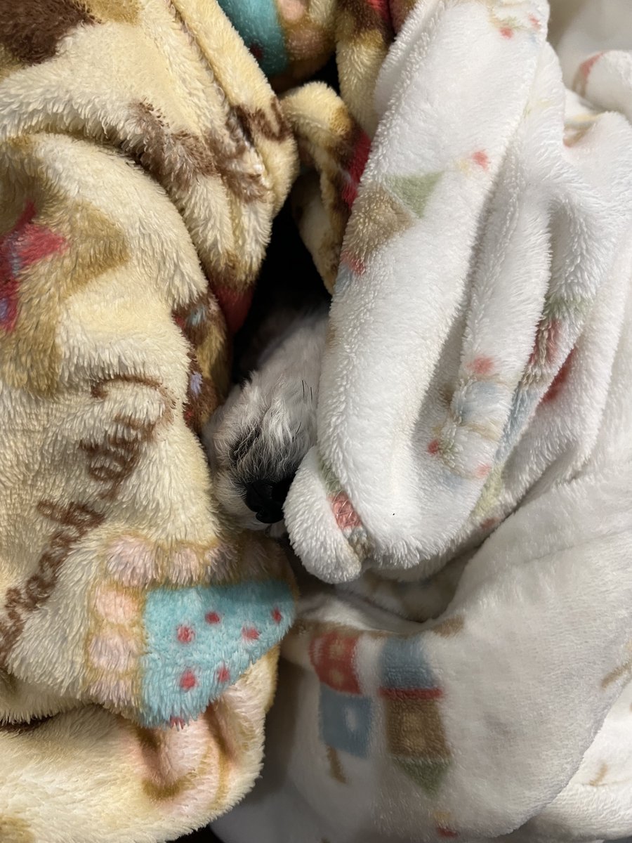 ふくろうまっしろしろ tweet media