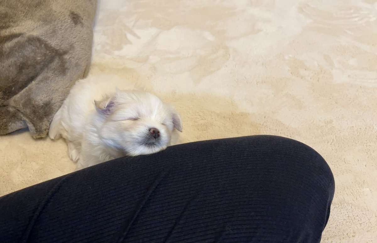 ドーン🐾 tweet media