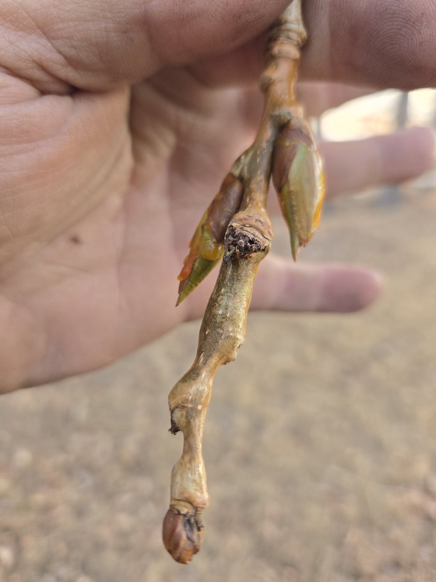 Fabian Seed Farms Inc. tweet media