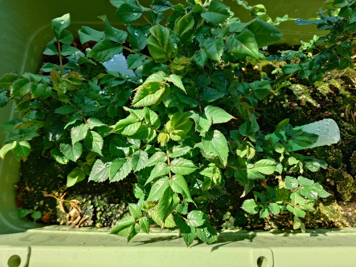 赤に戻った📛鞘ちゃん📛 tweet media