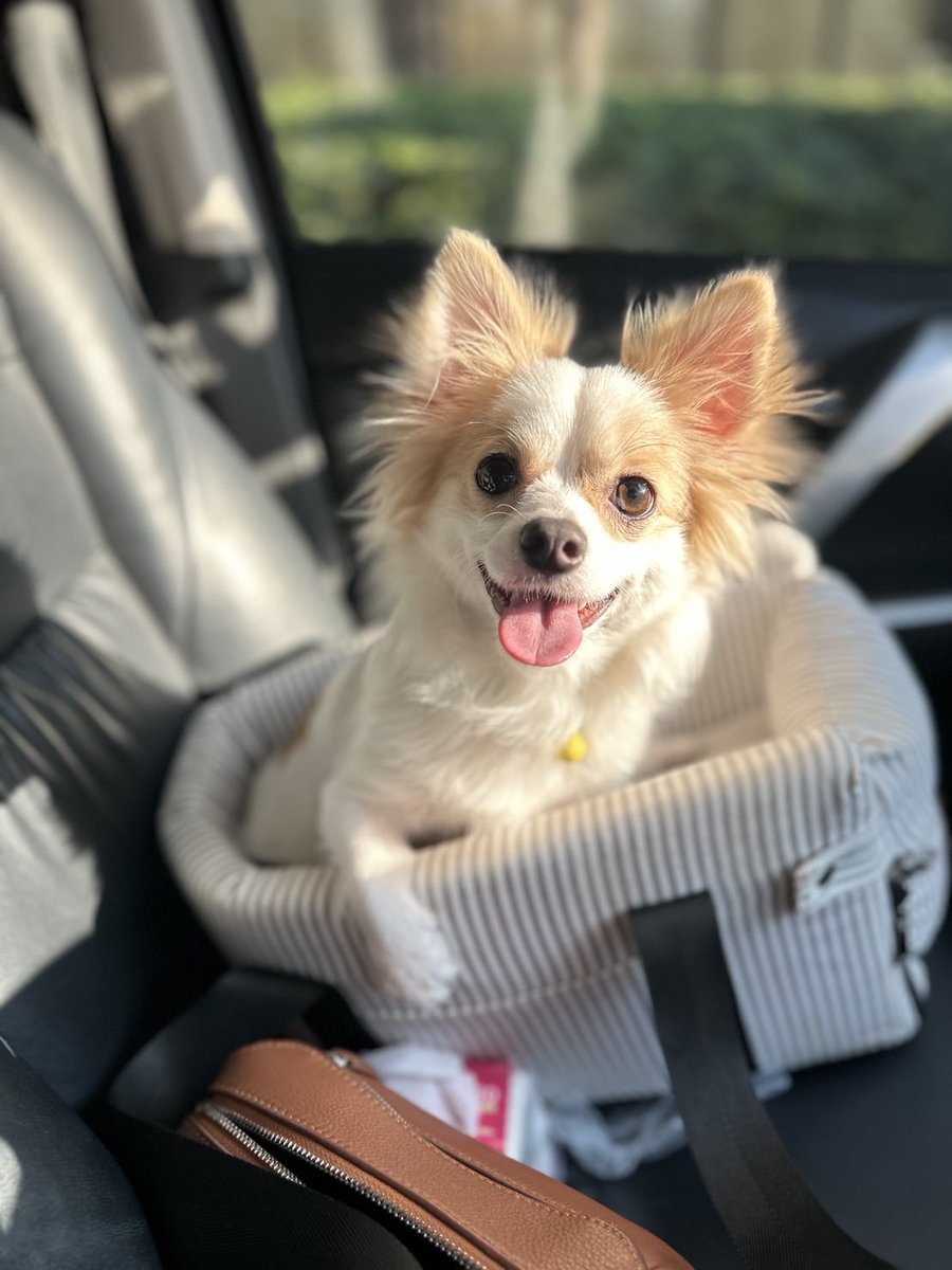 📢 LISA BIRTHDAY PROJECT 2026 🐾
PROJECT BY #LILIESHOME X #TheVoiceFoundation 

“WARM HUG TO LITTLE HEART” 🐶❤️
โอบกอดดวงใจน้อยๆ สู่น้องหลงรัก

Fundraising project to heal lil Lhongrak. A dog that was abandoned on the side of the road and hit by a car. The dog was injured by a