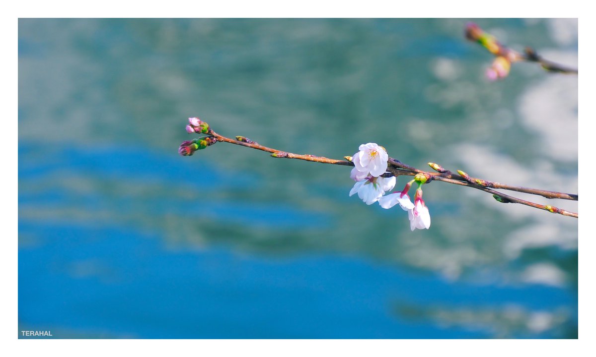 TERAHAL🐱 tweet media