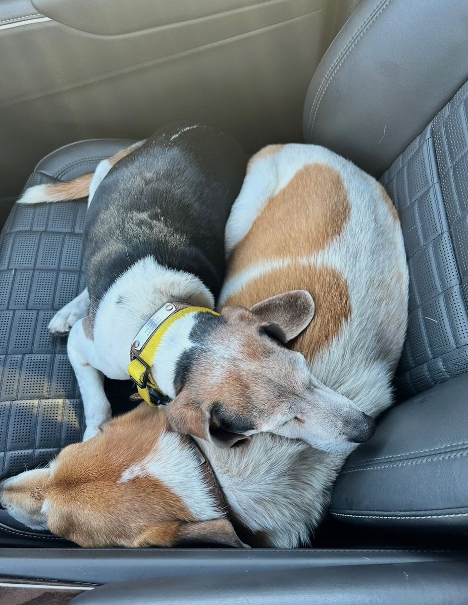 Lara Trump tweet media