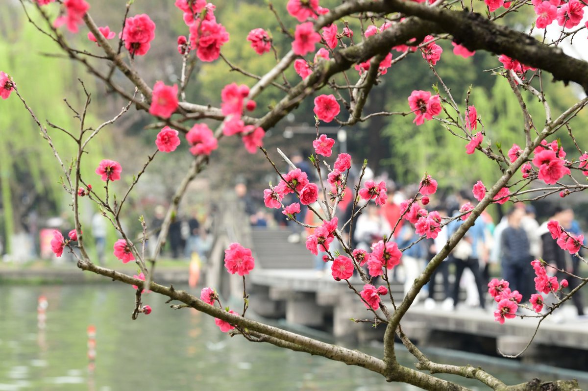 zhu_alice50849's tweet photo. 🌸✨ Peach blossoms in full bloom—Hangzhou enters its peak spring travel season. A city painted in flowers awaits your visit! #DiscoverHangzhou #BloomingChina
#FlowerSeason #SpringInHangzhou 🌿 https://t.co/mU9oPUT3Rf