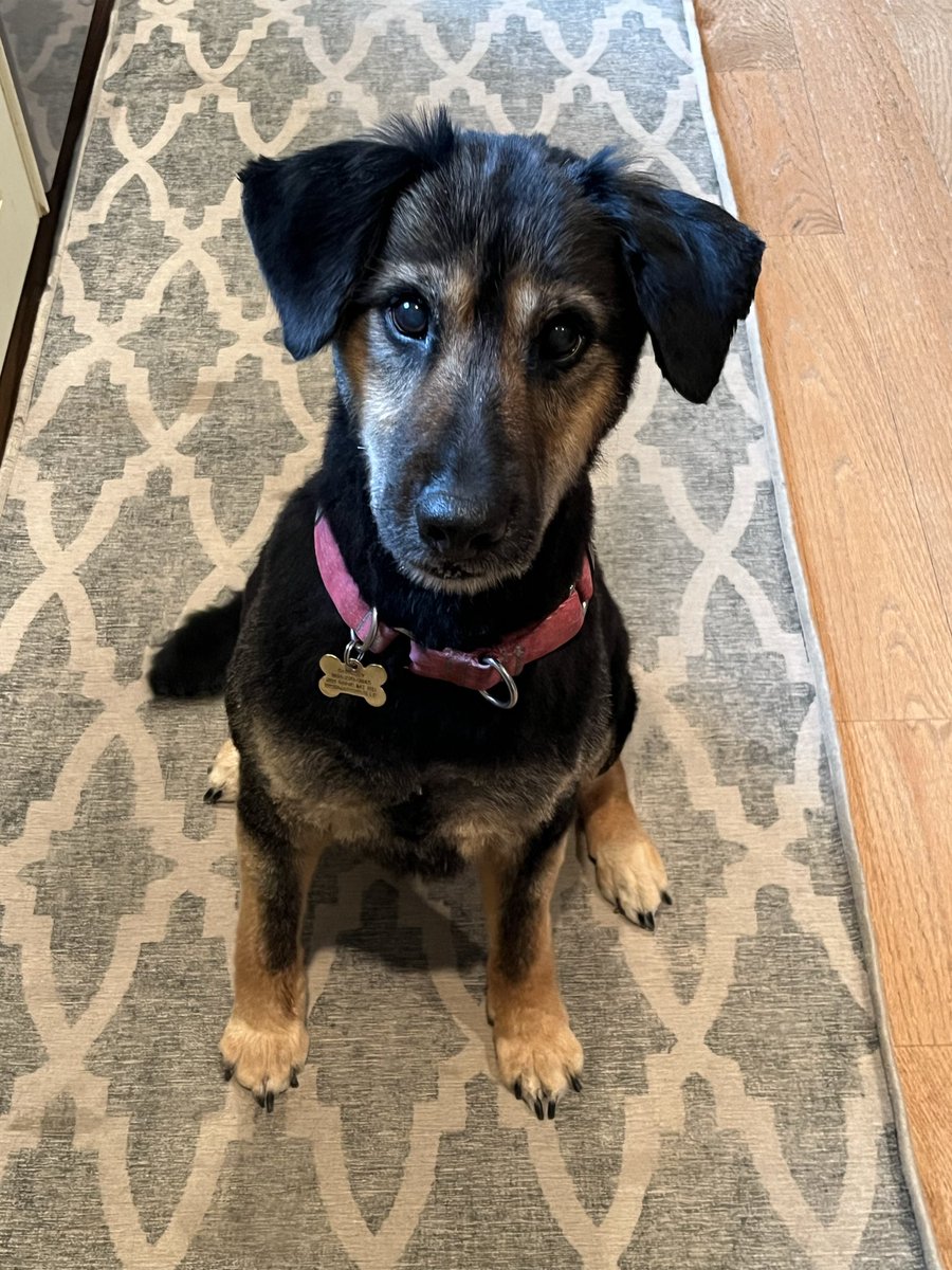 Ronna Garelick McNamara ✡️🇺🇸🇮🇱🇺🇦 tweet media