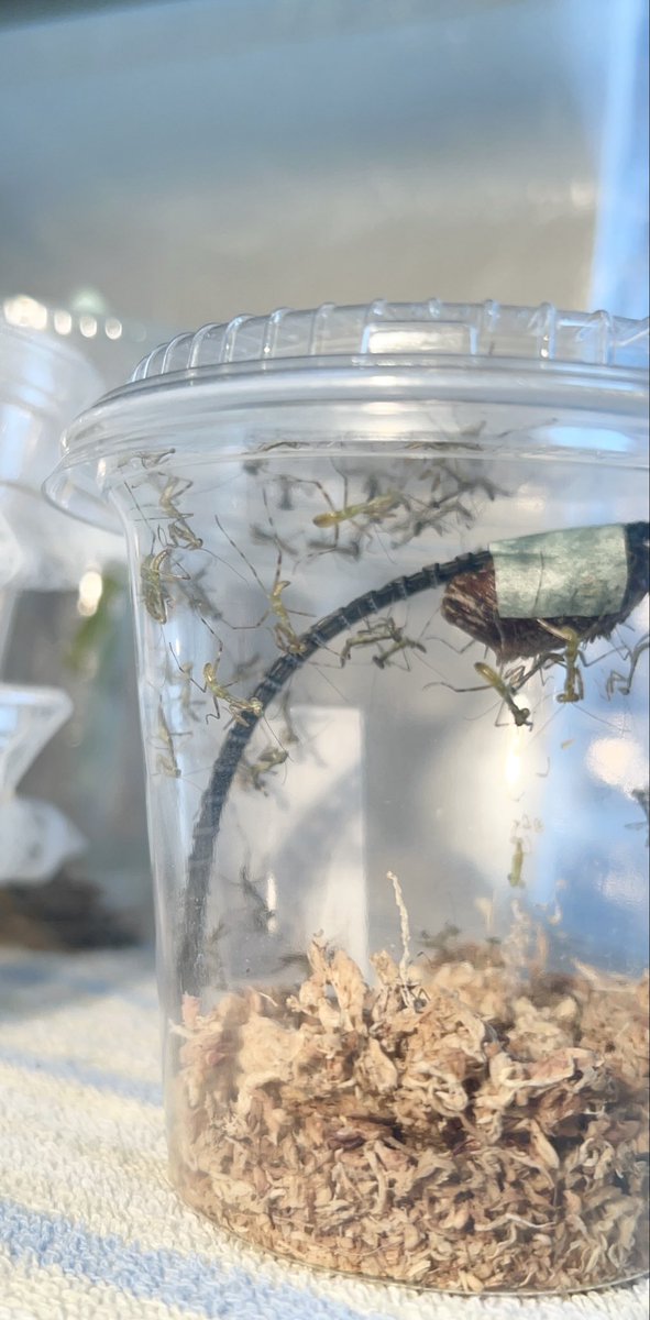 ヤブギリス tweet media