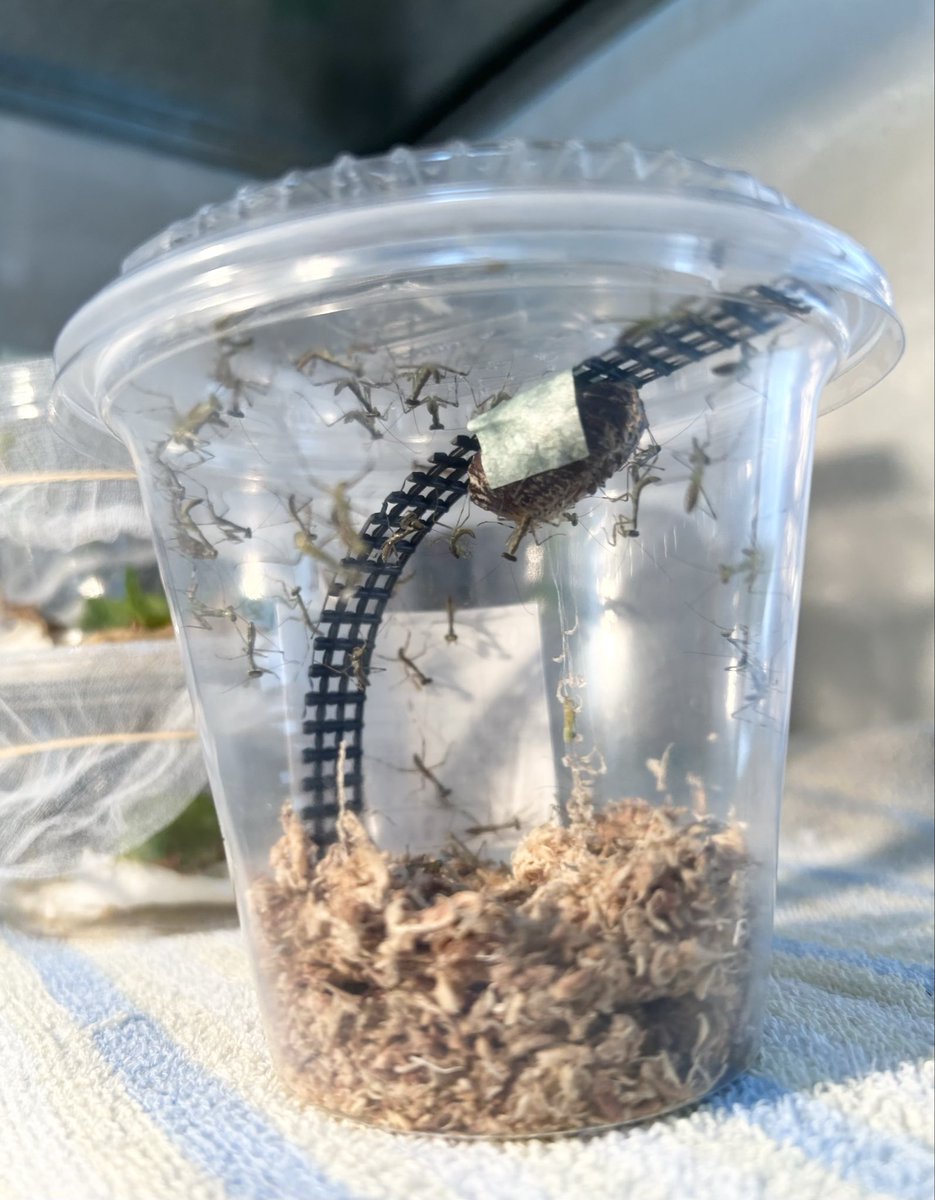 ヤブギリス tweet media