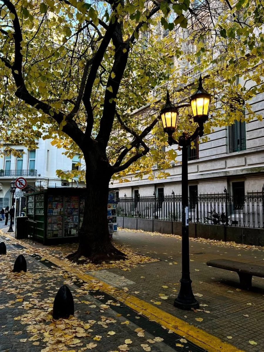 BowTiedMara's tweet photo. Autumn 🍂 in BA https://t.co/QZPYo9MuVU
