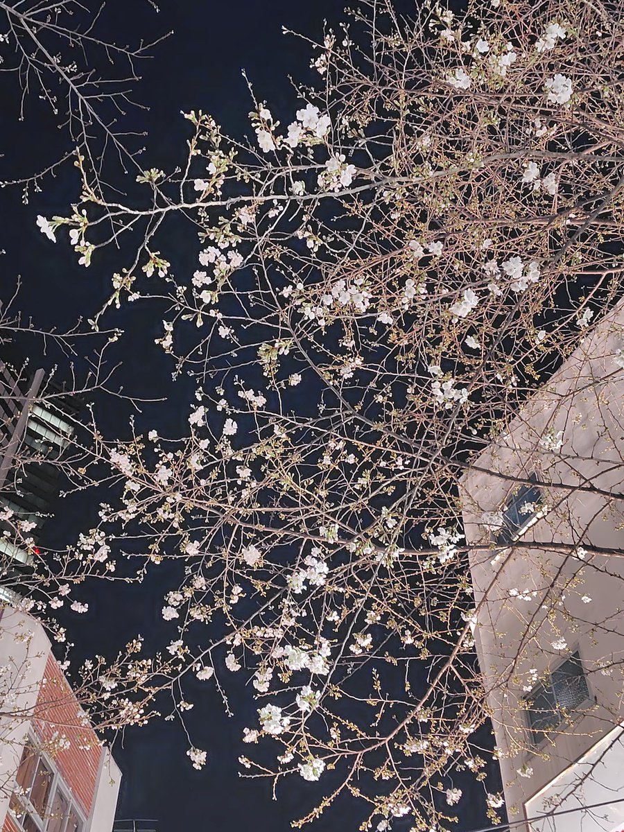 YokoUmeda 梅田陽子 tweet media