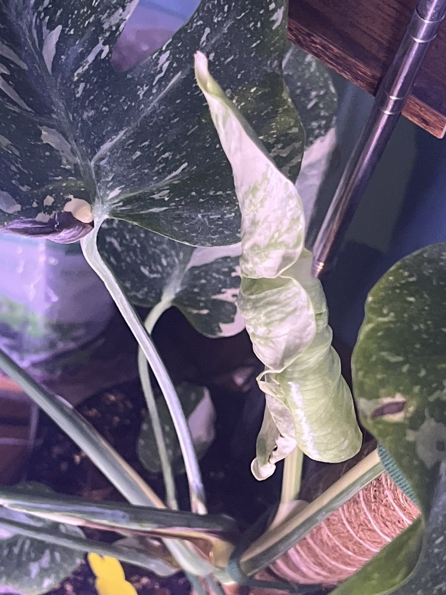 The Bath Bomb Dealer 🧖🏽‍♀️🧖🏻🛀🏽 tweet media