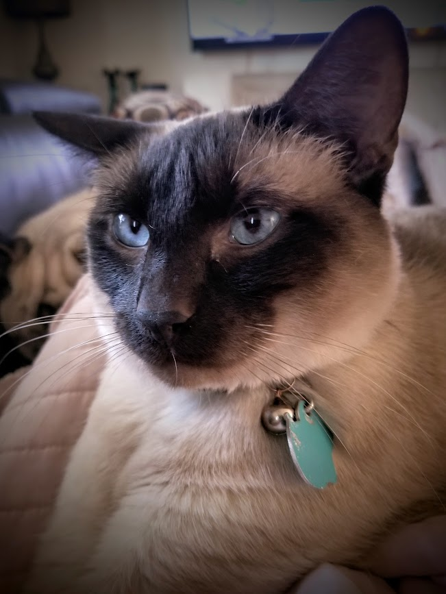 Liam The Wonder Pug (and Fam) tweet media