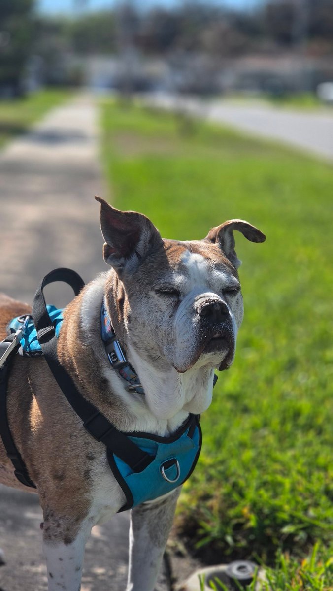 The Rogue Attraction tweet media