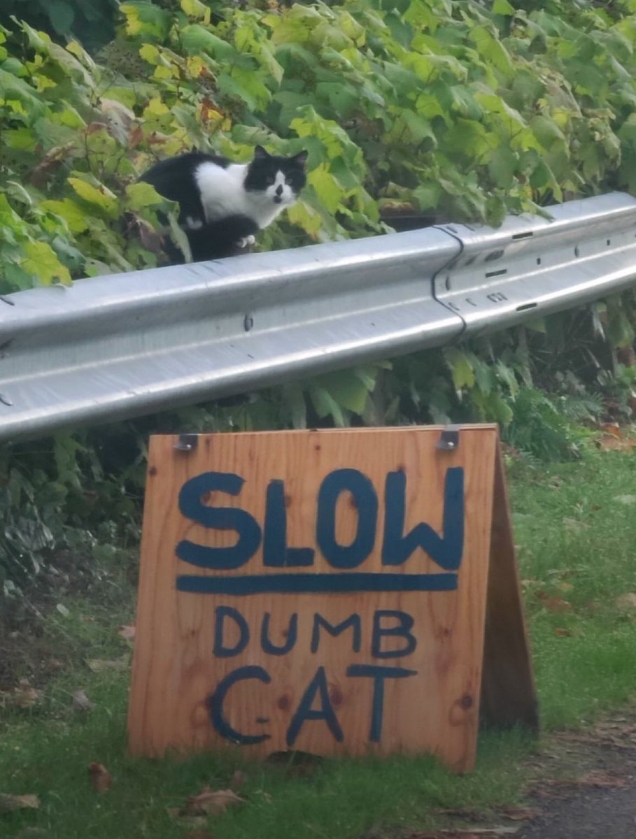 cats with powerful impression 🐾 tweet media