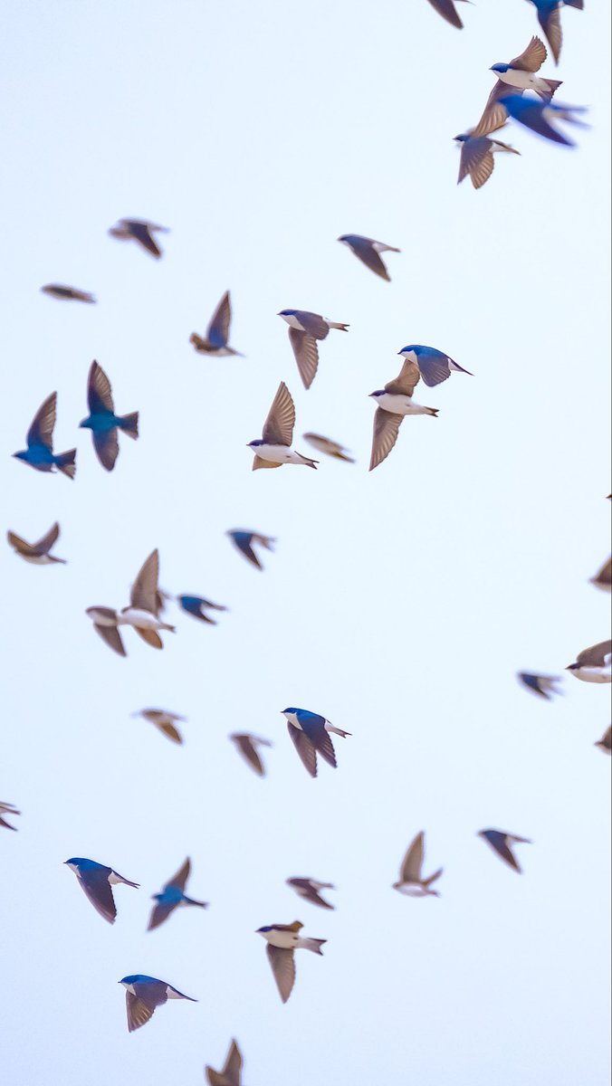 birds101 tweet media