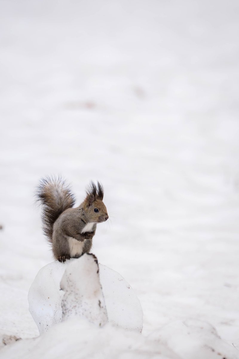 ヒロ福地 tweet media