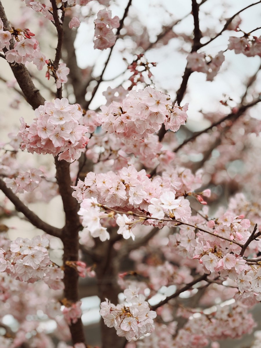 кека обыкновенная tweet media