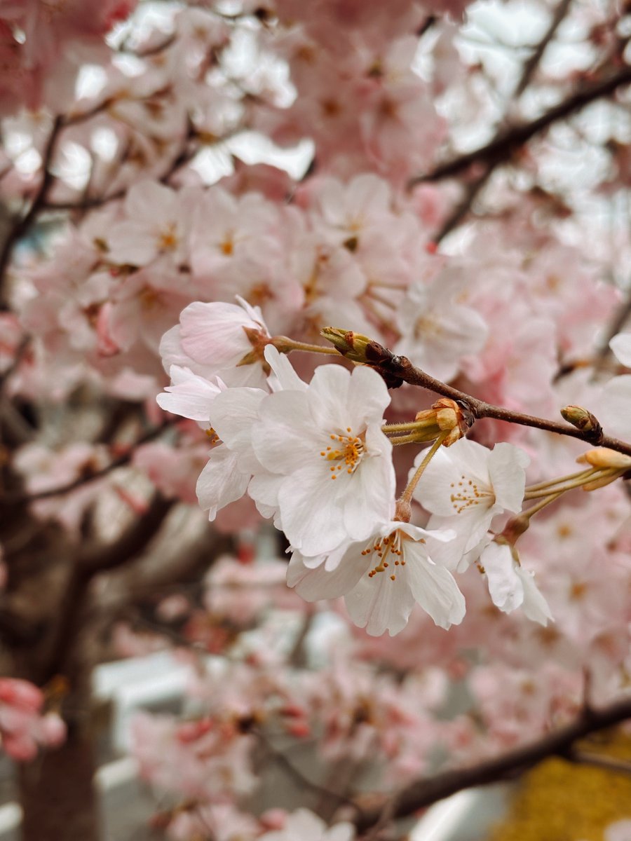 кека обыкновенная tweet media