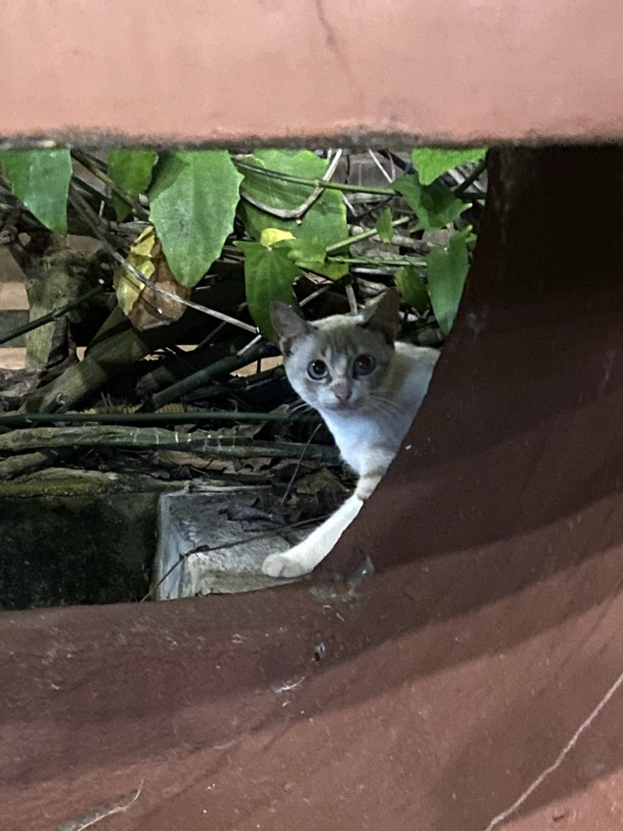 fanta mistério tweet media