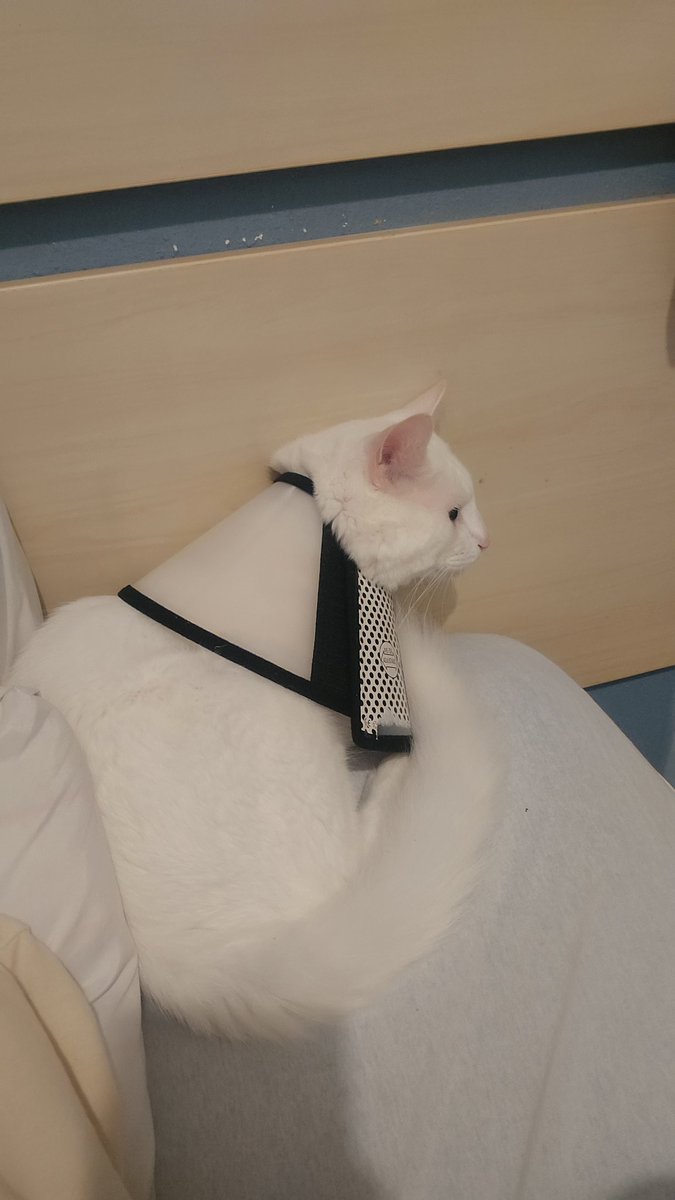 alôalô tweet media