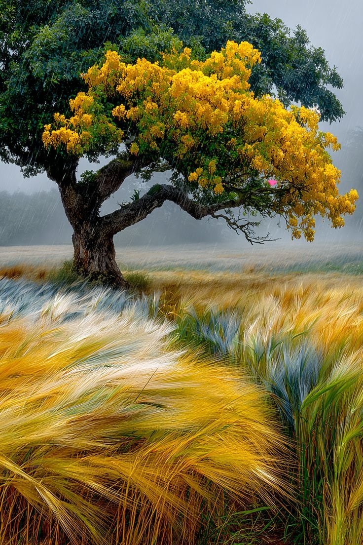 ★彡 𝓐𝓵𝓲𝓬𝓲𝓪 彡★ tweet media