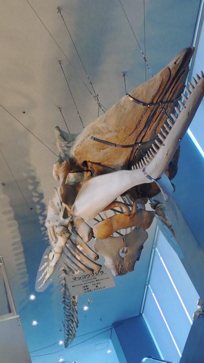 トラストル【notプー】 tweet media