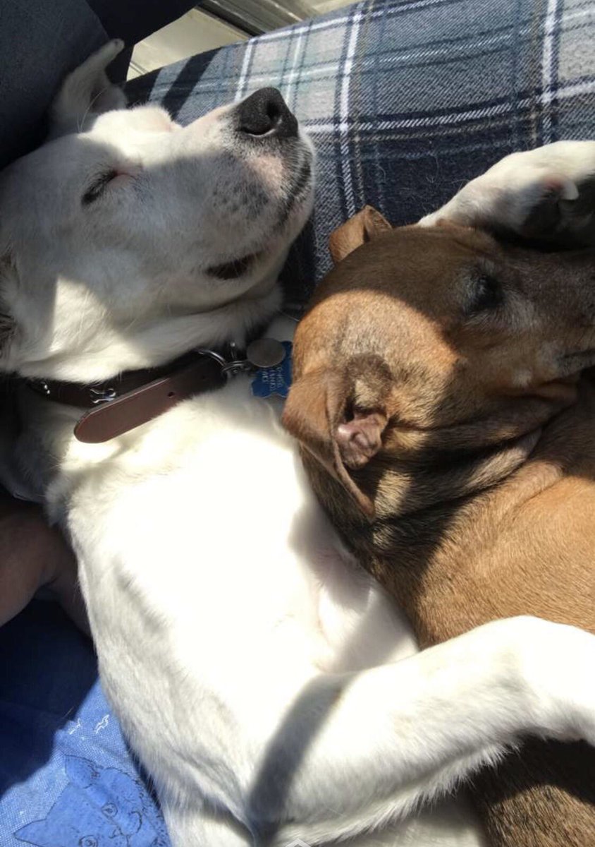 grilled cheese & tomato soup tweet media