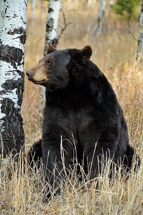 Todo Dia Ursos tweet media