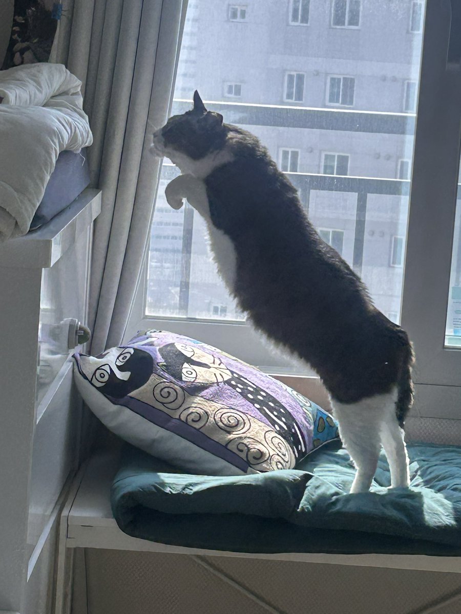 납작이에요🍙 tweet media