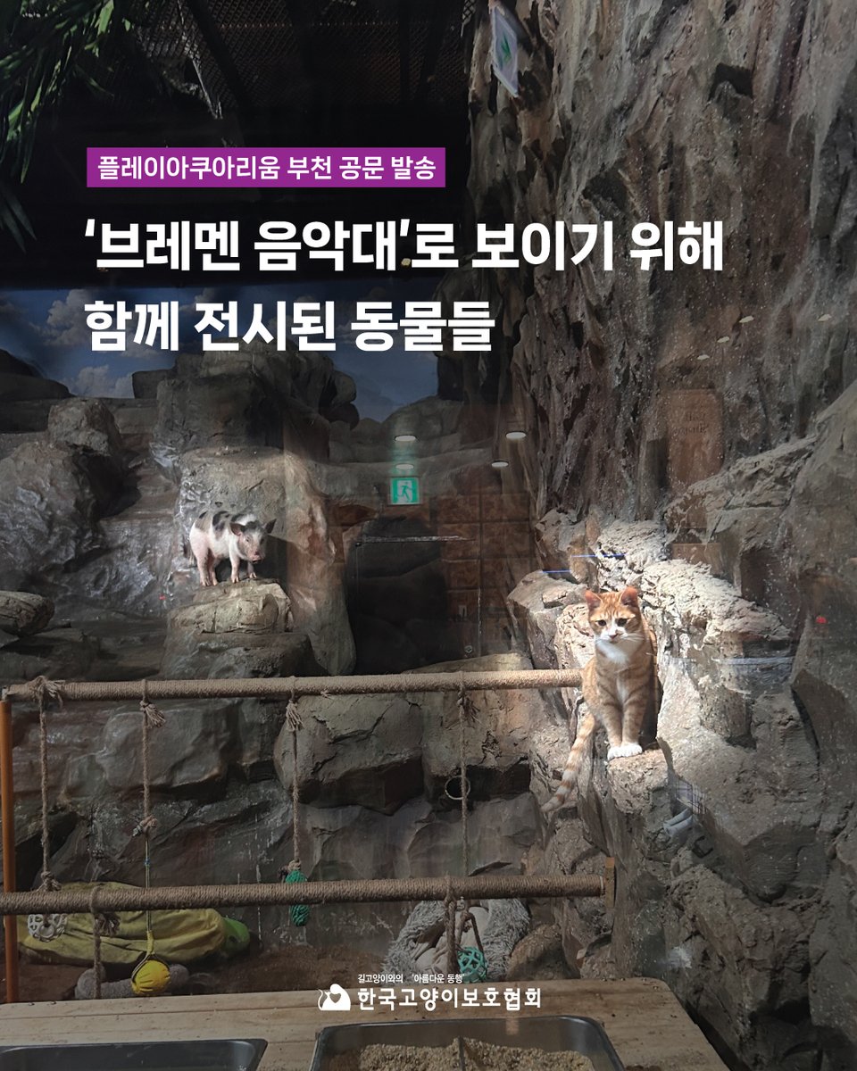 한국고양이보호협회 tweet media