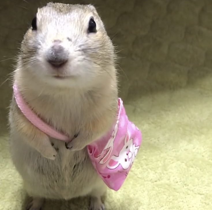 fluffywithlove tweet media