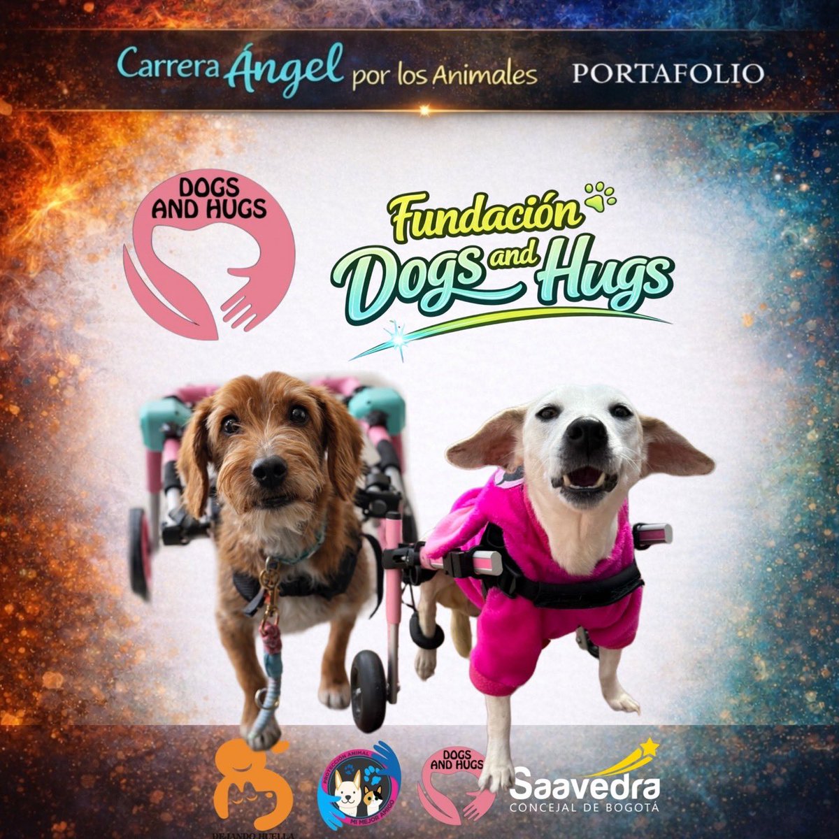 Asociacion de Protección Animal Mi Mejor Amigo tweet media