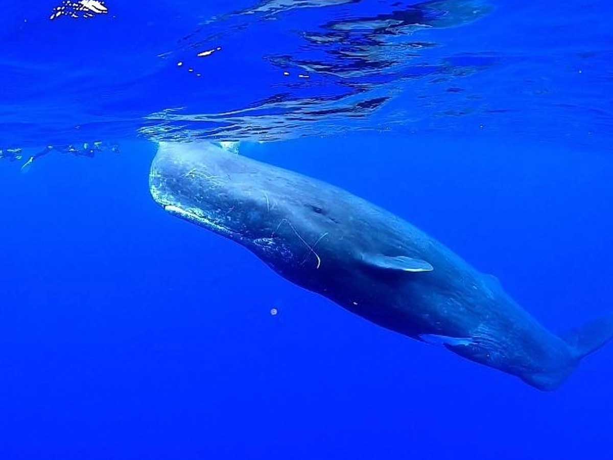 _sunnyblue's tweet photo. 奄美大島マッコウクジラスイムツアー2026！
週末利用弾丸3日間で2daysのクルージング！一足お先に夏気分♪梅雨明け奄美ブルーの海満喫！
2026/7/3(金)～5(日)お早めに！
https://t.co/UqZ02ypV3q
#マッコウクジラ #��エールスイム #奄美大島 https://t.co/PHQ4uvnRXN