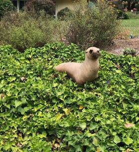 Gracie Ann/Princess Gracie the Gracious, 31st PODT tweet media