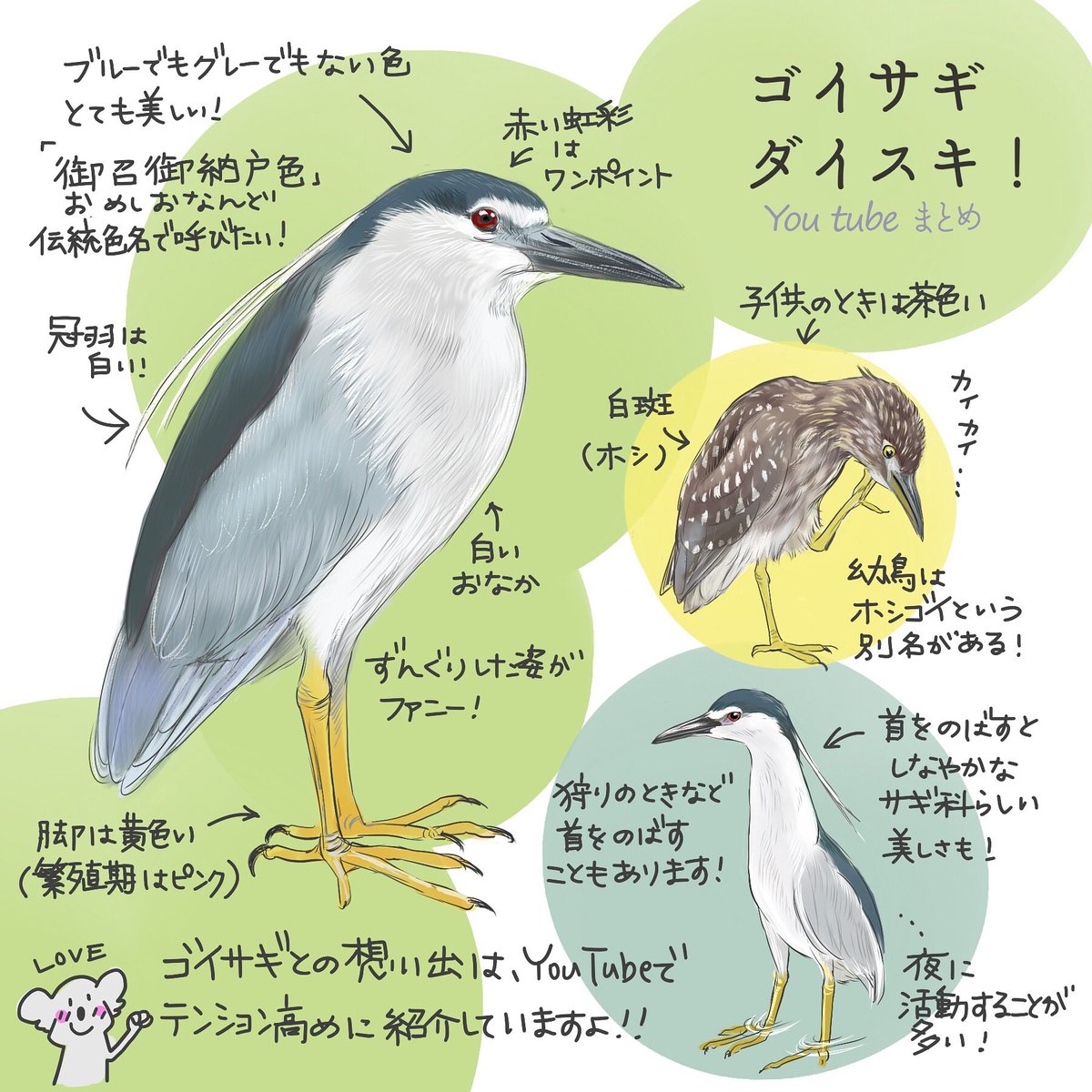 環境省のレッドリストが更新されて、ゴイサギが絶滅危惧Ⅱ類に指定されました。
小さい頃、実家の庭の池によくやってきていたゴイサギ。
あの佇まいと、色合いの美しさは幼い私も虜にしました。
見慣れた鳥だからこそ、ショック。
それでも、あの美しさは変わらない。