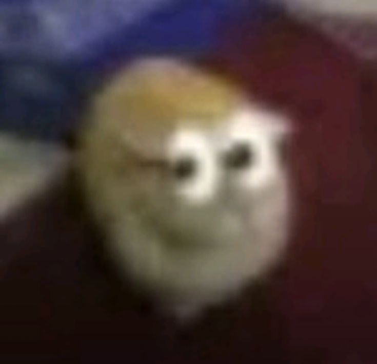 ChinampaHug tweet media